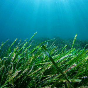 Sea Grass & Herbs - Natural Fragrance Oil