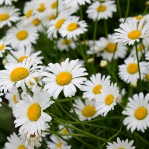 Chamomile Floral Water