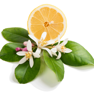 Honeysuckle Citrus - Natural Fragrance Oil