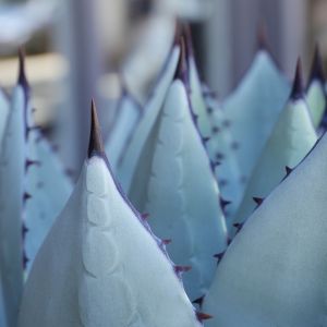 Agave Nectar Odour Neutralizing Fragrance Oil
