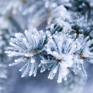 Alpine Frost Fragrance Oil