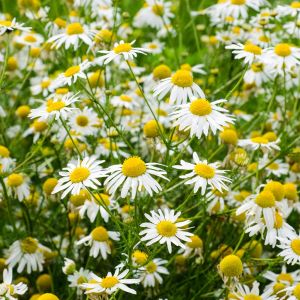 Chamomile Fragrance Oil