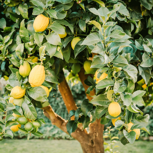 Citrus Breeze Fragrance Oil