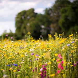 Country Wildflowers Fragrance Oil
