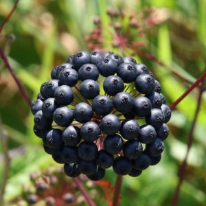 Elderberry & Sugared Violet Fragrance Oil