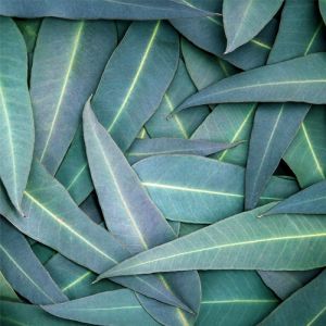 Eucalyptus Essential Oil 