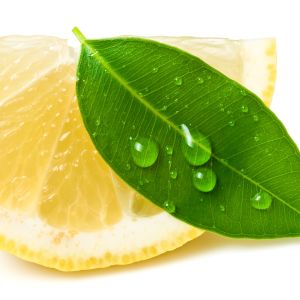 Eucalyptus Lemon Essential Oil