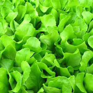 Farmer's Market Baby Bibb Fragrance Oil