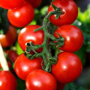Farmer's Market Vine Ripe Tomato Fragrance Oil