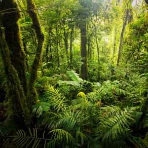 Fern, Moss and Citrus Fragrance Oil