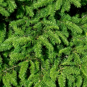 Fir Needle Essential Oil