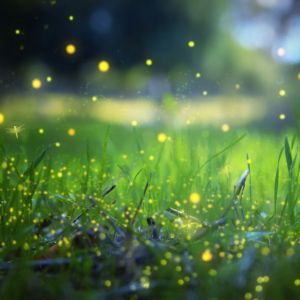 Fireflies Fragrance Oil