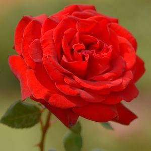 Fresh Cut Roses Fragrance Oil
