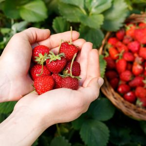 Fresh Picked Strawberry Fragrance Oil