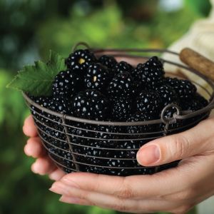 Fresh Picked Blackberry Fragrance Oil