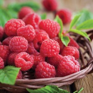 Fresh Picked Raspberry