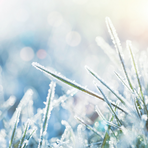 Frost Fragrance Oil
