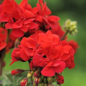 Geranium Essential Oil