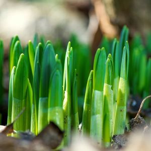 Green Floral Fragrance Oil