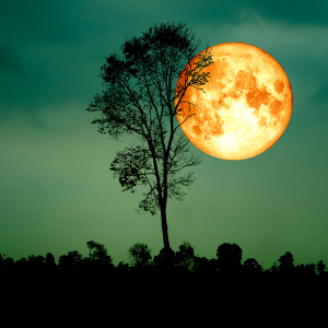 Harvest Moonlight Fragrance Oil