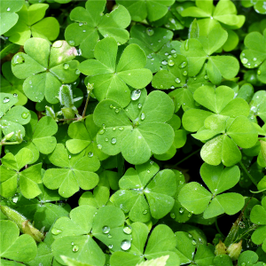 Irish Spring* Fragrance Oil