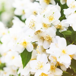 Jasmine Fragrance Oil