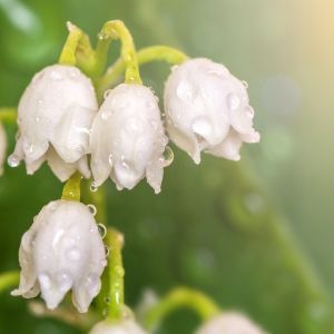 Lily of the Valley Fragrance Oil