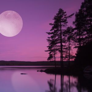Moonlight Path Fragrance Oil