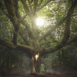Mystical Woods Fragrance Oil