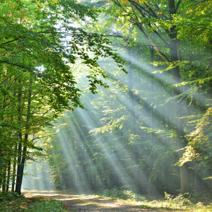 Oakmoss & Cedarwood Fragrance Oil