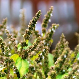 Patchouli Fragrance Oil