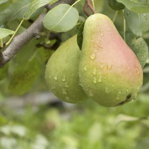 Pear Glace Fragrance Oil