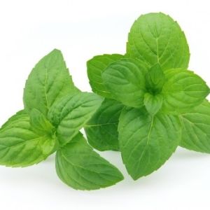 Cornmint Essential Oil