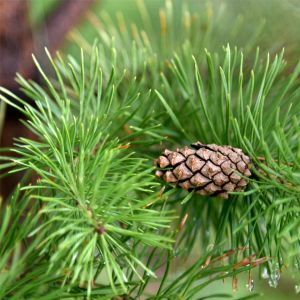 Pine Needle (Scotch) Essential Oil
