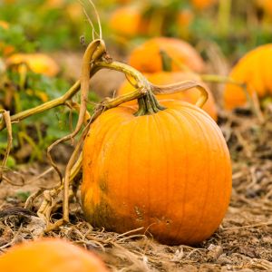 Pumpkin Pickin Fragrance Oil