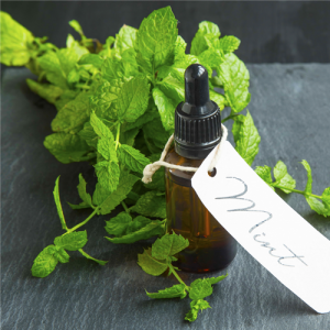 Purely Peppermint Fragrance Oil