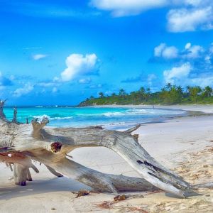 Sea Mist & Driftwood Fragrance Oil