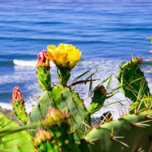 Sea Salt Cactus Fragrance Oil
