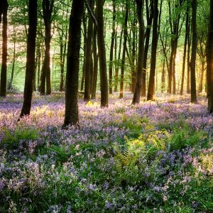 Sheer Woods Fragrance Oil