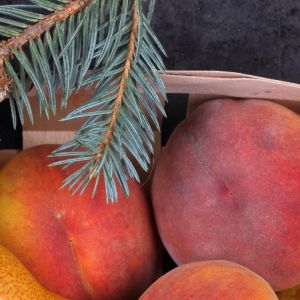 Silver Spruce & Empress Peach Fragrance Oil