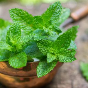 Spearmint Essential Oil