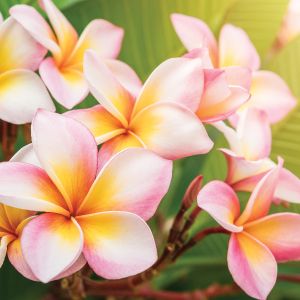 Spiced Floral Fragrance Oil