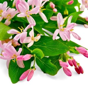 Sweet Honeysuckle Fragrance Oil