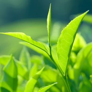 Tea Tree Essential Oil (Australia)