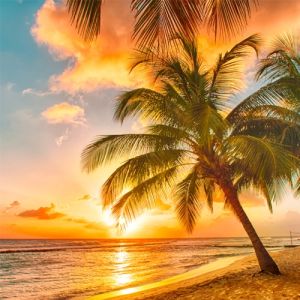 Tropical Vacation Fragrance Oil