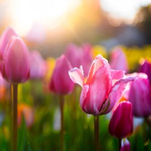 Tulip Festival Fragrance Oil