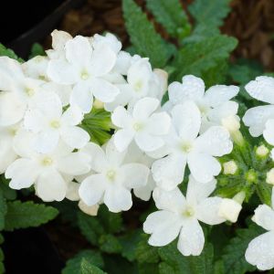 Vanilla Verbena Fragrance Oil