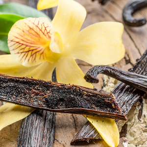 Vanilla Cedar - Natural Fragrance Oil