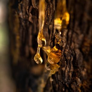 Warm Amber & Mahogany Fragrance Oil