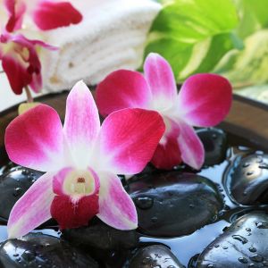 Water Orchid Fragrance Oil